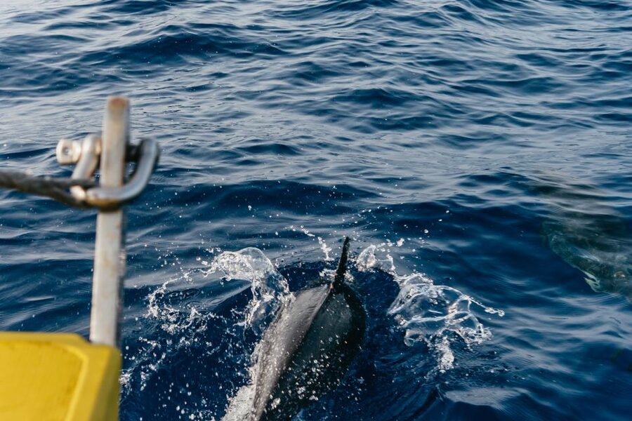 Lanzarote: 2.5-Hour Sunset and Dolphins Cruise - My final verdict on the Lanzarote sunset cruise