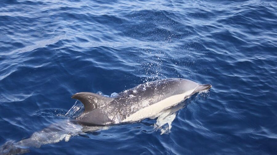 Lanzarote: 2.5-Hour Sunset and Dolphins Cruise - Boarding the Biosfera Jet at the Old Town harbor