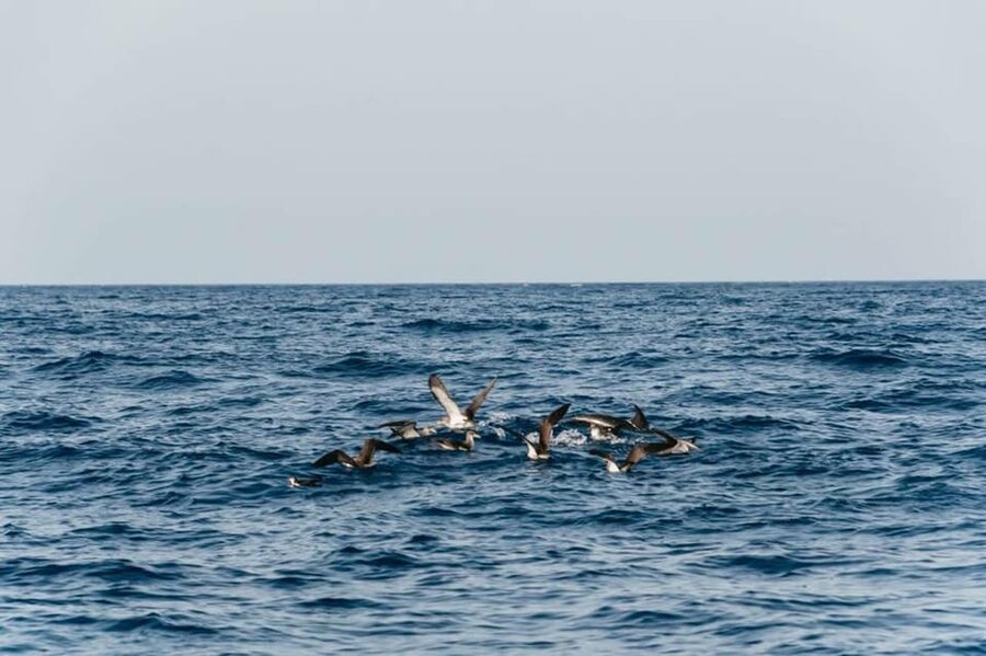 Lanzarote: 2.5-Hour Sunset and Dolphins Cruise - Searching for dolphins and whales in the Atlantic