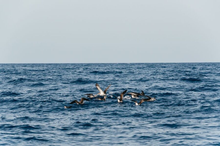 Lanzarote: 2.5-Hour Sunset and Dolphins Cruise - The crew makes a big difference