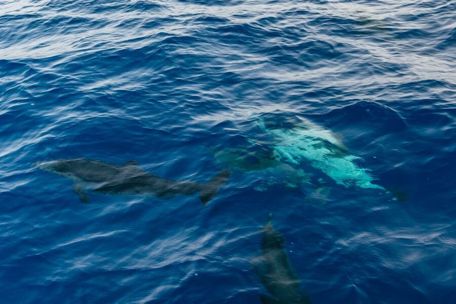 Lanzarote: 2.5-Hour Sunset and Dolphins Cruise - The return bus and the practical details