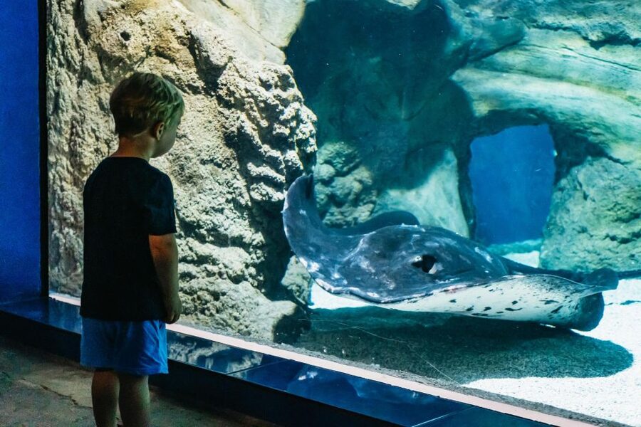 Lanzarote: Aquarium Entry Ticket - Staff, languages, and the overall atmosphere