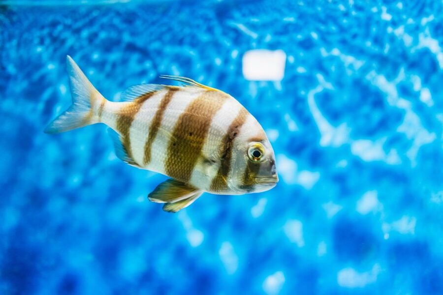 Lanzarote: Aquarium Entry Ticket - What the $18 ticket really buys you