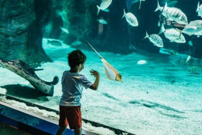 Aquarium Entry Ticket