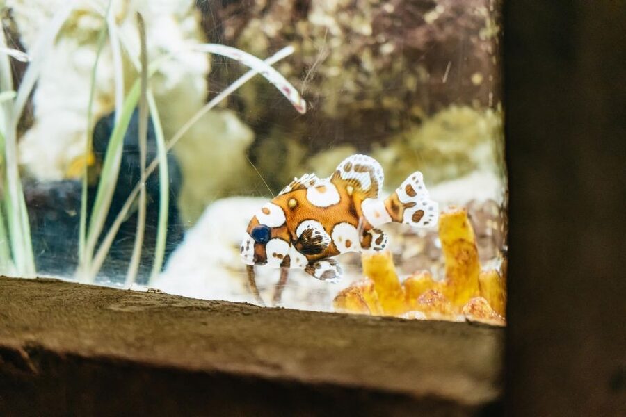 Lanzarote: Aquarium Entry Ticket - Tropical fish and coral reefs