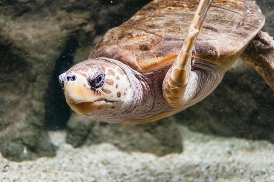 Lanzarote: Aquarium Entry Ticket - How long should you allow?
