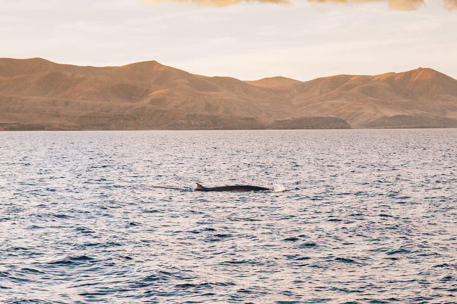 Lanzarote: Dolphin-Watching Sunset Cruise with Transfers - Who should book this cruise?