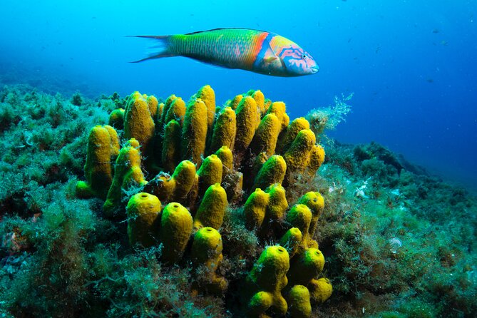 Lanzarote Introductory Scuba Diving Experience - What the two-hour session is really like