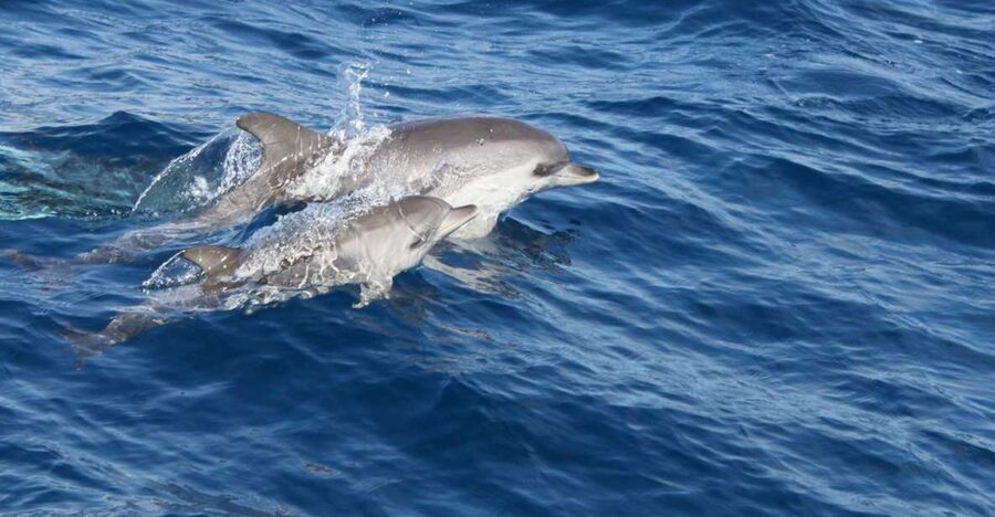 Lanzarote: Lobos Island Half-Day Dolphin Watching Trip - Key points at a glance