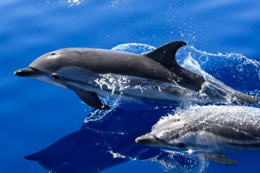 Lanzarote: Lobos Island Half-Day Dolphin Watching Trip - Why this Lobos Island trip is worth considering
