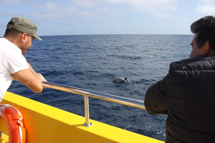 Lanzarote: Lobos Island Half-Day Dolphin Watching Trip - The fast boat across the Atlantic