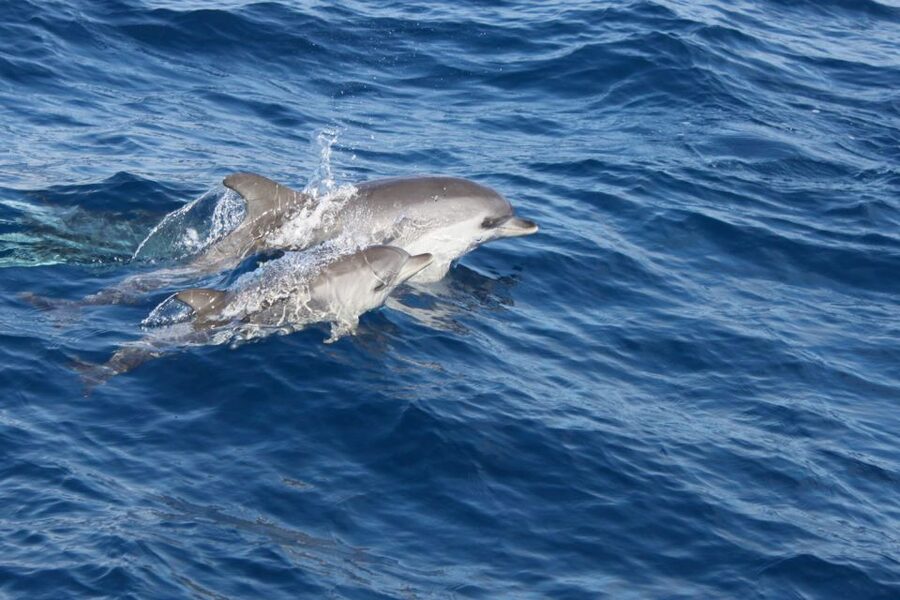 Lanzarote: Lobos Island Half-Day Dolphin Watching Trip - What the return journey is really like
