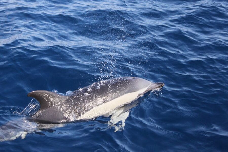 Lanzarote: Lobos Island Half-Day Dolphin Watching Trip - Getting from your hotel to Puerto del Carmen
