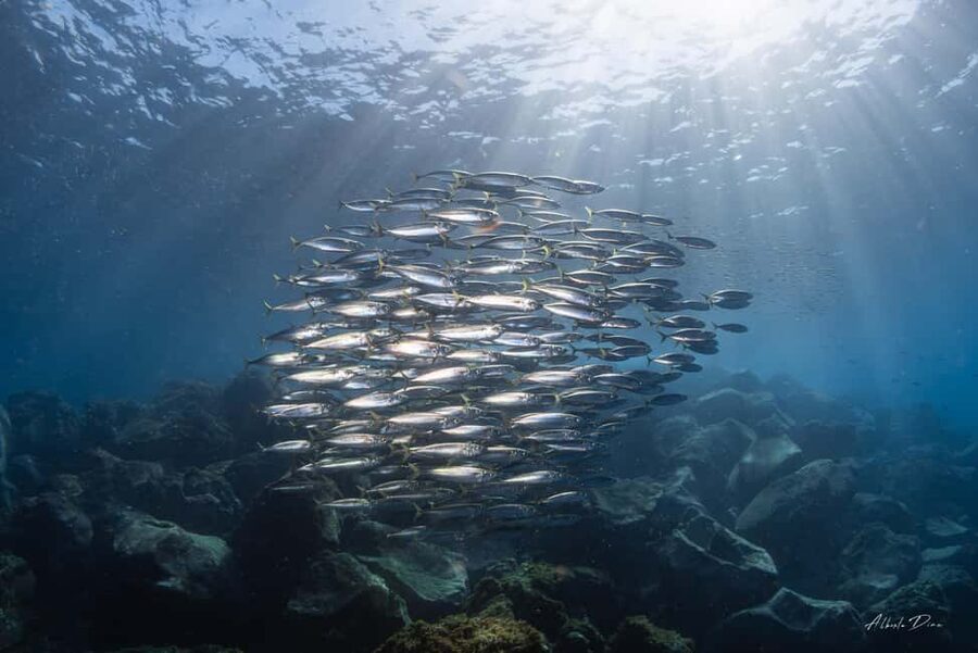 Lanzarote: Real Submarine Dive with Hotel Pickup - Descending to the seabed at Puerto Calero