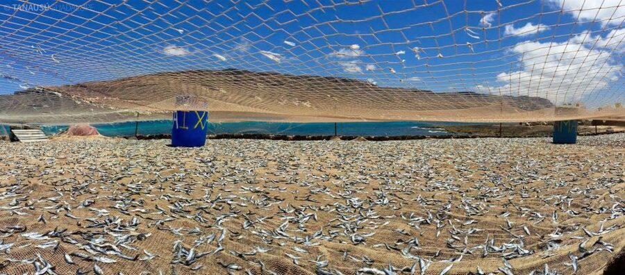 Lanzarote: Return Ferry to La Graciosa with Bus Pickup - Who should book this La Graciosa trip?