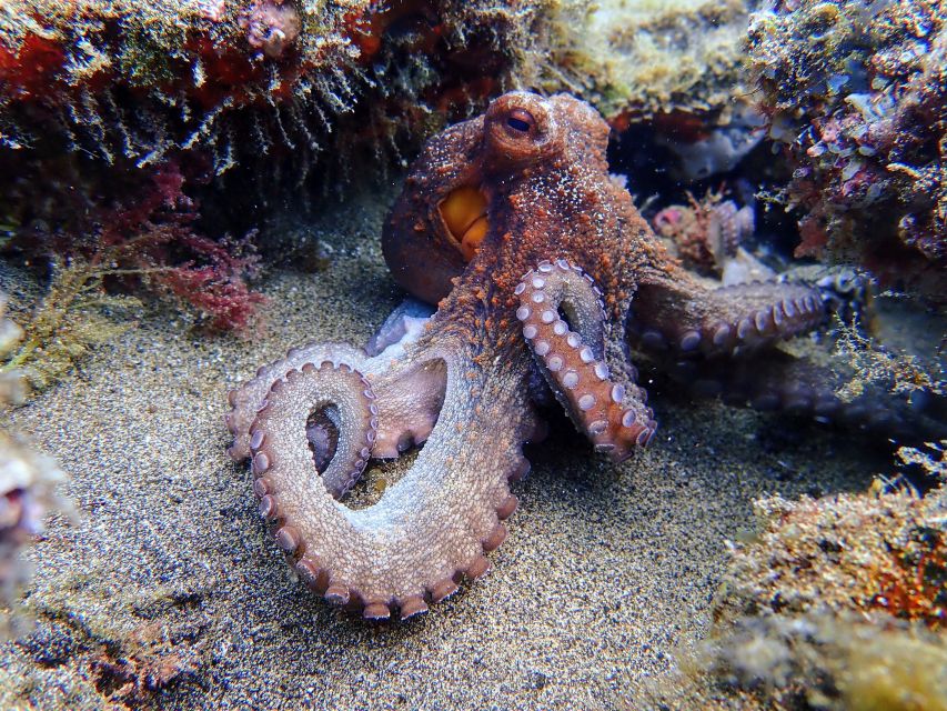Lanzarote: Scuba Diving for Beginners - 1 Dive - Language support and instructor care