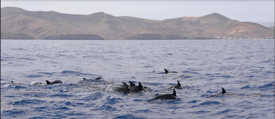Lanzarote: Sea Safari Experience - Key points at a glance