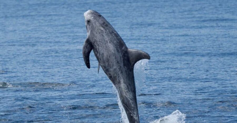 Lanzarote: Sea Safari Experience - Who will enjoy this sea safari most?