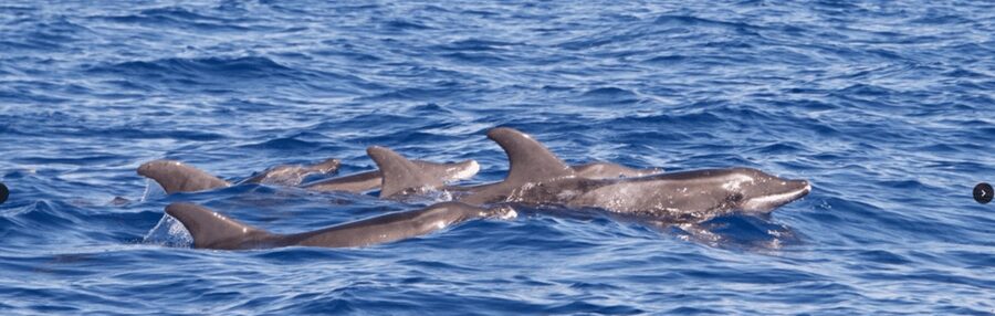 Lanzarote: Sea Safari Experience - Meeting the boat at Pontoon H
