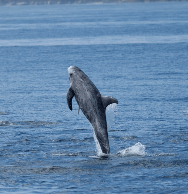 Lanzarote: Sea Safari Experience - Searching for dolphins and whales