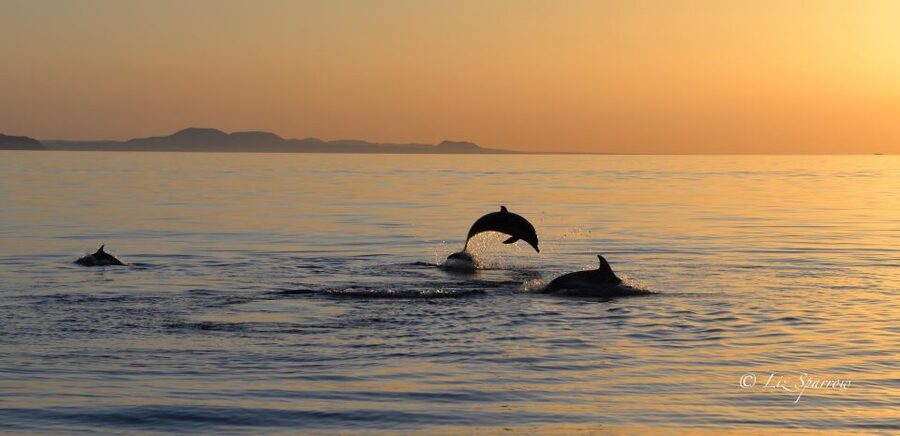 Lanzarote: Sea Safari Experience - Lanzarote’s volcanic cliffs from the Atlantic