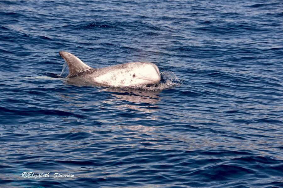 Lanzarote: Sea Safari Experience - What the three hours feel like