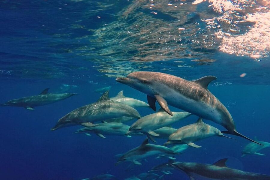 Lanzarote: Sea Safari Experience - How to prepare for a better outing
