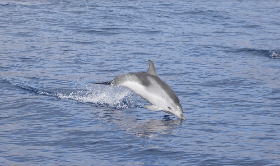 Lanzarote: Sea Safari Experience - Setting out on the OLBAP TR8 trimaran
