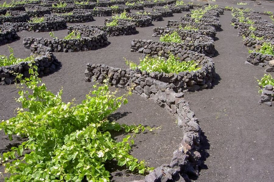 Lanzarote: Timanfaya Park and Jameos del Agua Full-Day Tour - The optional camel ride near the volcanoes