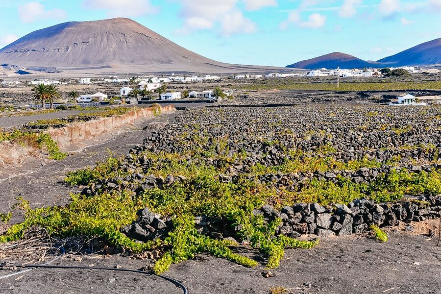 Lanzarote: Volcanos of Timanfaya and Caves Tour with Lunch - Lunch in Yaiza and the La Geria wine country