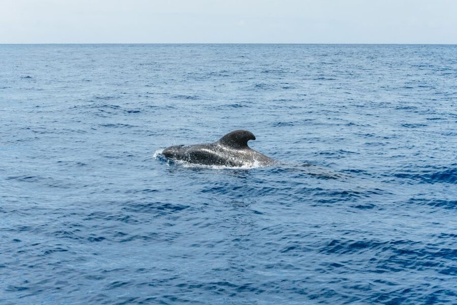 Las Galletas: Whale & Dolphin Tour with Local Skipper - Who will enjoy this cruise most?