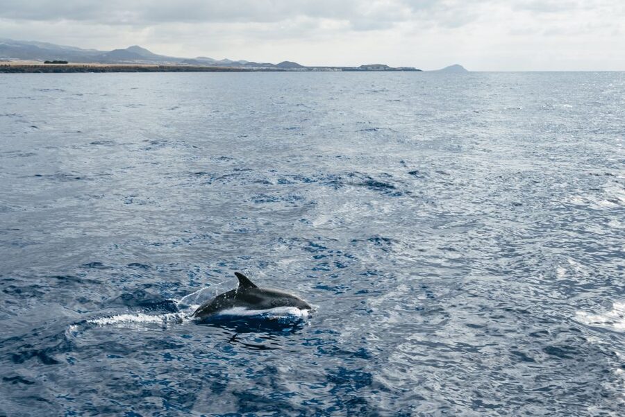 Las Galletas: Whale & Dolphin Tour with Local Skipper - Why Las Galletas is a good starting point