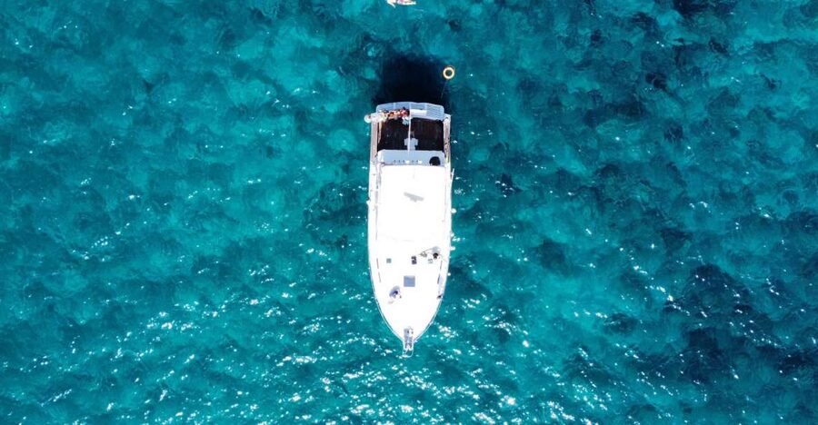 Las Galletas: Whale & Dolphin Tour with Local Skipper - Swimming and snorkeling in clear water
