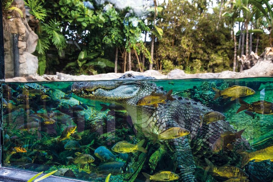 Loro Parque and Siam Park Combined Admission Tickets - Getting to Siam Park