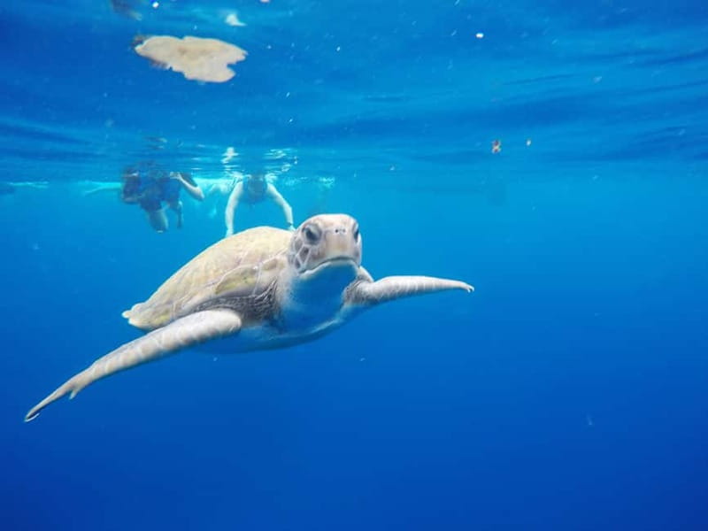 Los Cristianos: Kayak and Snorkel with Turtles and Photos - Key points to know before you book