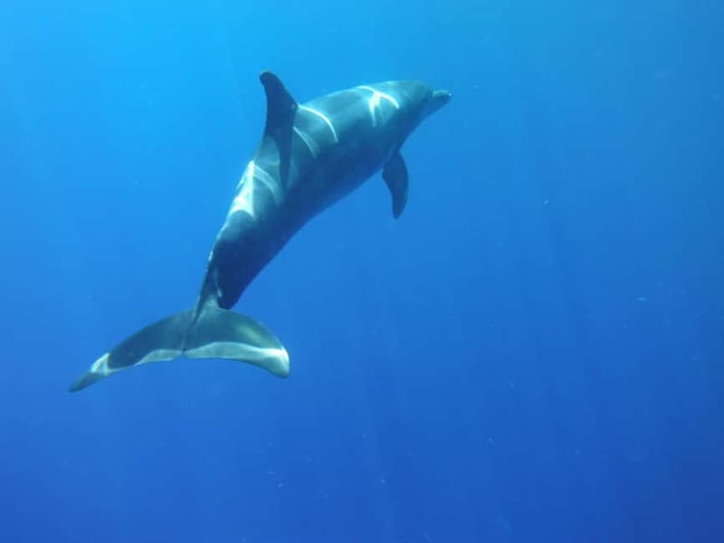 Los Cristianos: Kayak and Snorkel with Turtles and Photos - Starting beside Los Cristianos Beach