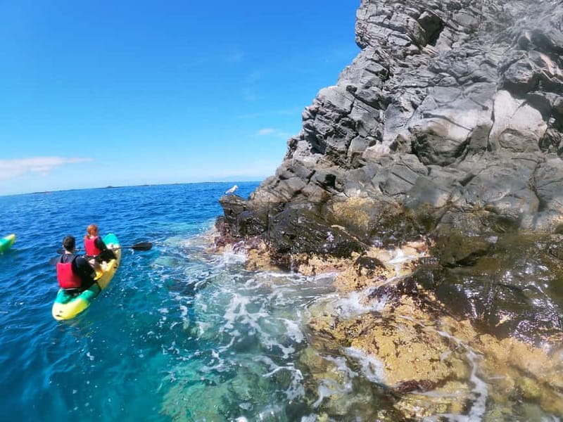 Los Cristianos: Kayak and Snorkel with Turtles and Photos - Dolphins, red crabs, and the paddle home