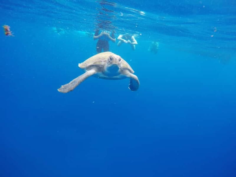 Los Cristianos: Kayak and Snorkel with Turtles and Photos - Practical tips for a smoother paddle