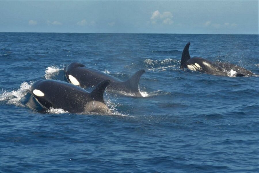 Los Cristianos Respectful No-Chase Whale and Dolphin Safari - Timing, boarding, and small practical choices