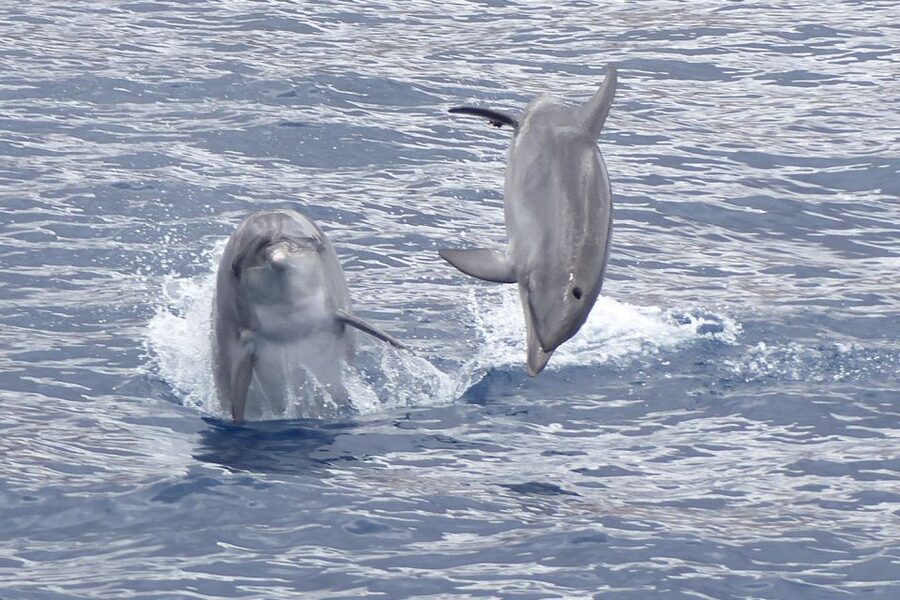 Los Cristianos Respectful No-Chase Whale and Dolphin Safari - Why the no-chase rule changes the experience