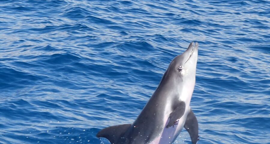 Los Cristianos Respectful No-Chase Whale and Dolphin Safari - Along the Tenerife coast and toward open water