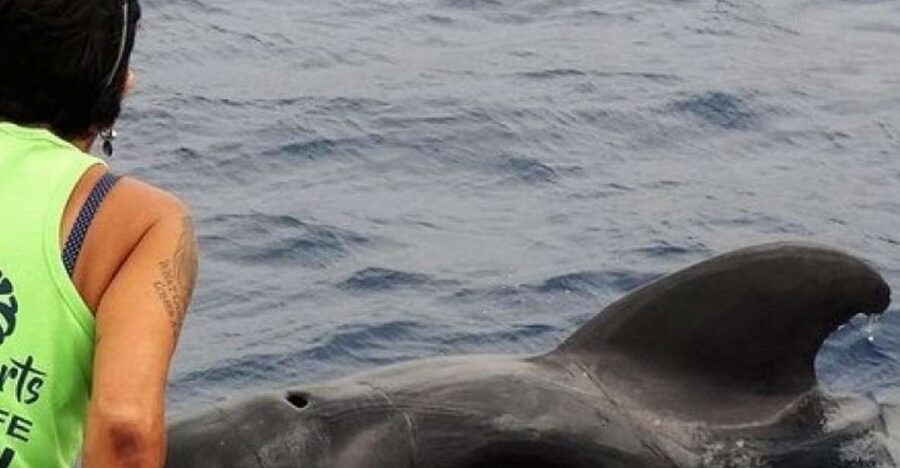 Los Cristianos Respectful No-Chase Whale and Dolphin Safari - Meeting the pilot whales offshore