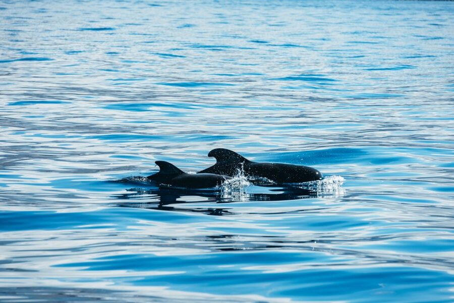 Los Cristianos Respectful No-Chase Whale and Dolphin Safari - Turtles, tuna, flying fish, and the occasional surprise