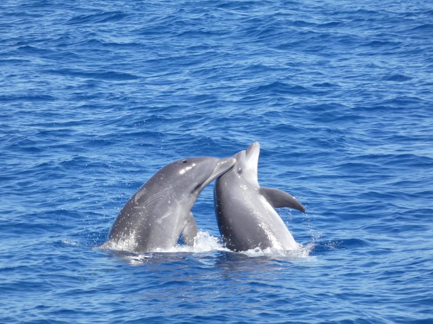 Los Cristianos Respectful No-Chase Whale and Dolphin Safari - What the boat feels like in real conditions