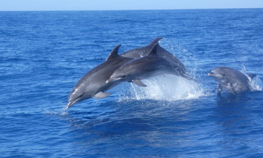 Los Cristianos Respectful No-Chase Whale and Dolphin Safari - Is $29 good value?