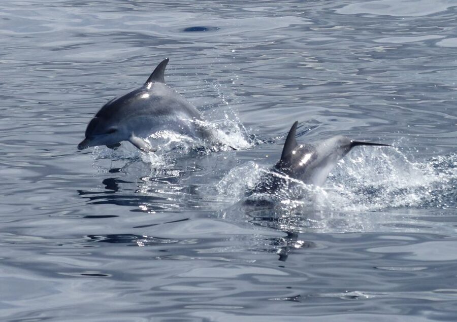 Los Cristianos Respectful No-Chase Whale and Dolphin Safari - Leaving Puerto Los Cristianos