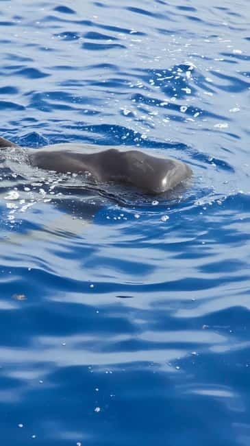 Los Cristianos: Viking Cruise Whales & Dolphins Watching - Boarding Ragnarok at Los Cristianos Harbour