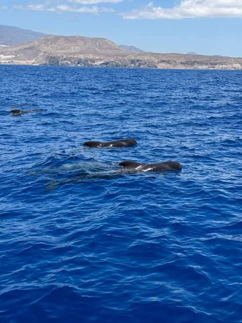 Los Cristianos: Viking Cruise Whales & Dolphins Watching - Space, seating, and facilities on board