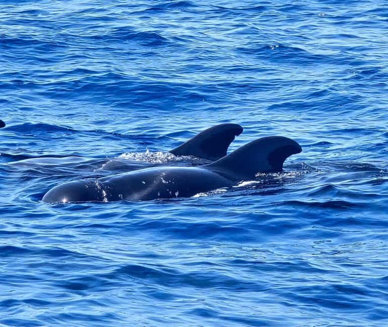 Los Cristianos: Viking Cruise Whales & Dolphins Watching - Families, children, and special care