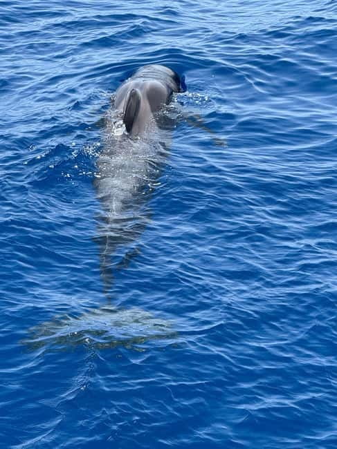 Los Cristianos: Viking Cruise Whales & Dolphins Watching - Two hours along Tenerife’s south coast
